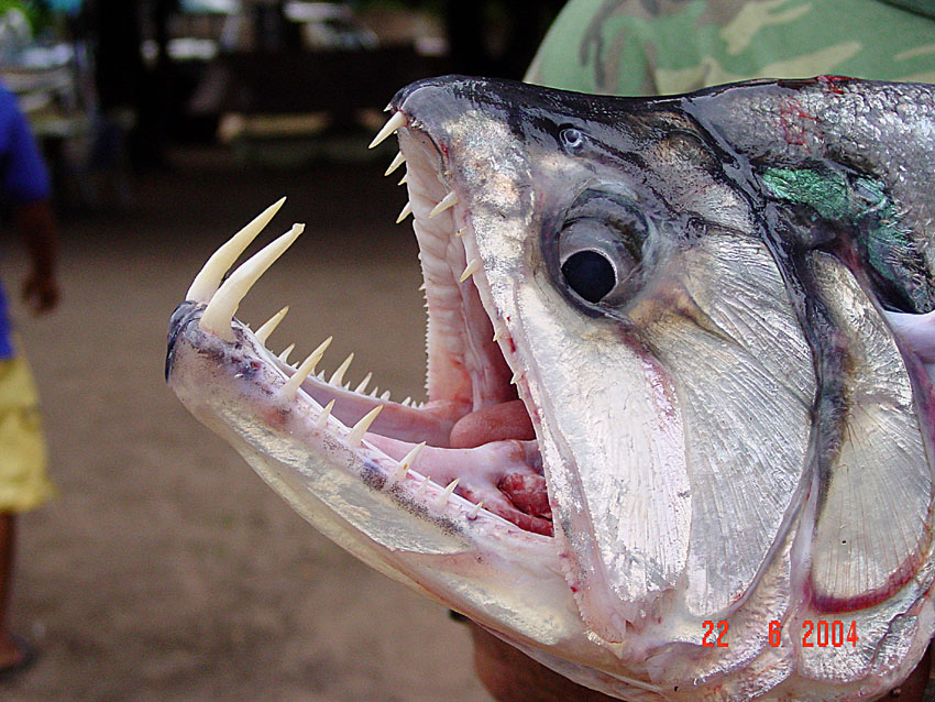 gigi ikan payara