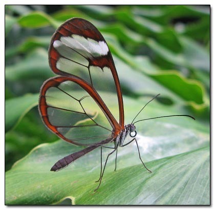 glasswing butterfly 99