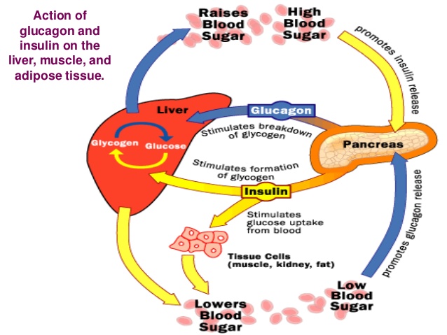 glukosa dalam darah