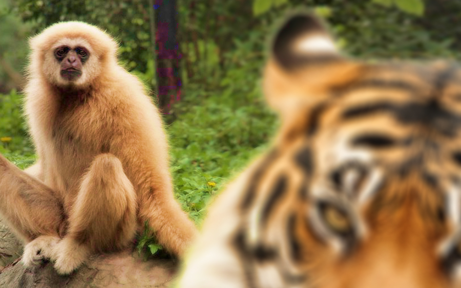 haiwan malaysia yang hampir pupus diancam kepupusan