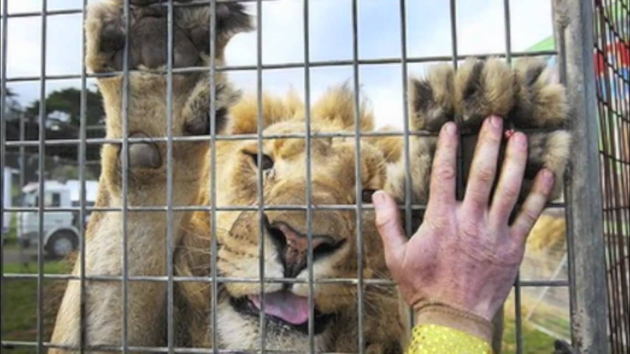 haiwan zoo hidup dalam ketakutan