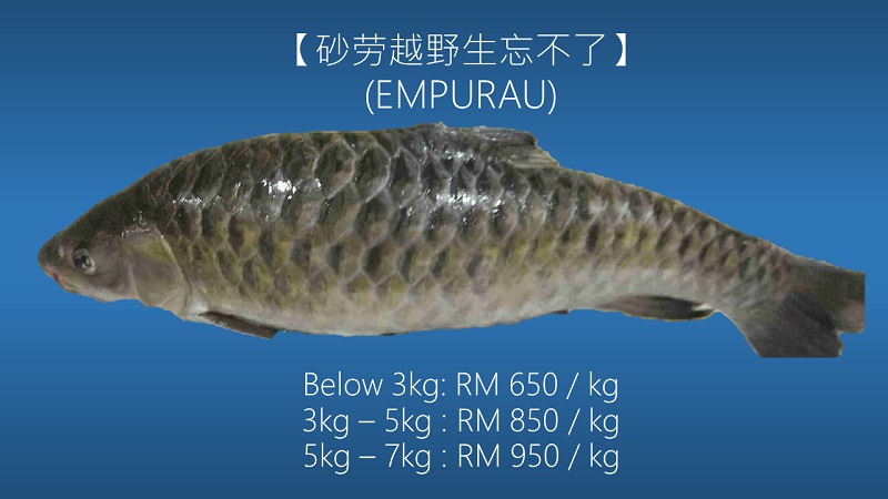 harga ikan empurau paling mahal dalam malaysia