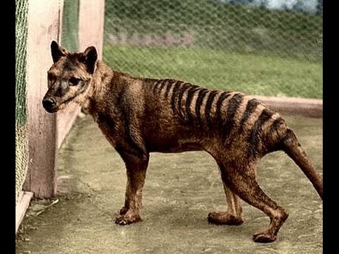 harimau tasmania thylacine