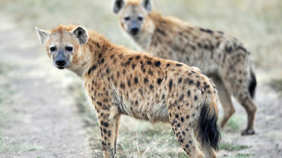 hyena bertompok afrika