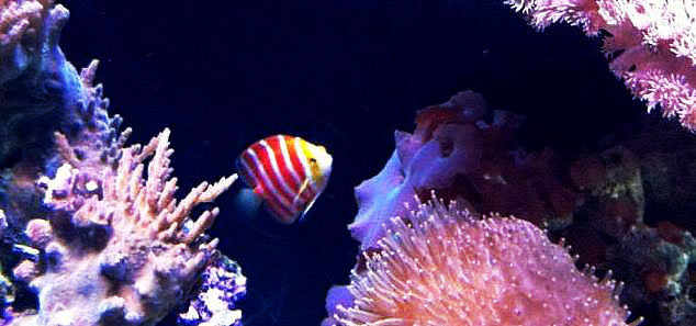 ikan angelfish peppermint ikan tropika paling mahal di dunia 3 292