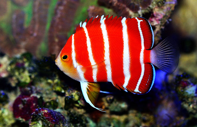 ikan angelfish peppermint ikan tropika paling mahal di dunia 600