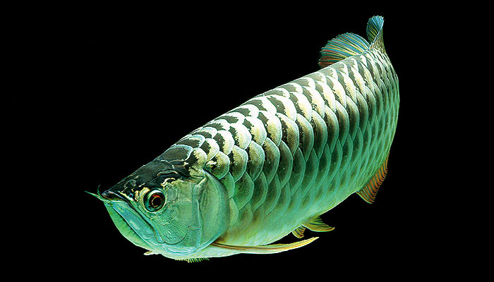 ikan arowana platinum ikan tropika paling mahal di dunia 2 622