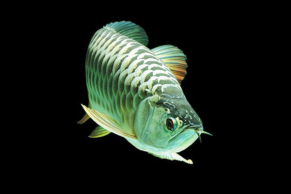 ikan arowana platinum ikan tropika paling mahal di dunia 855