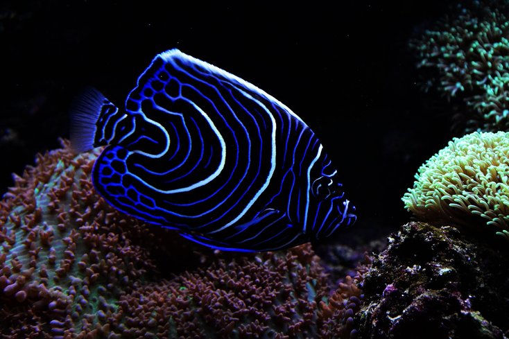 ikan emperor angel antara ikan paling cantik di dunia 792