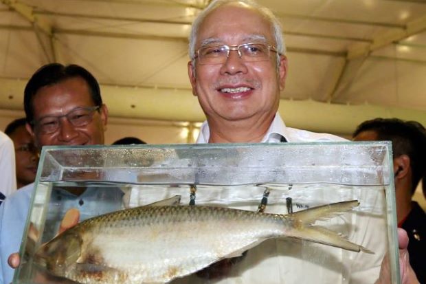 ikan empurau ikan kelah najib razak ikan raja sungai termahal dalam malaysia