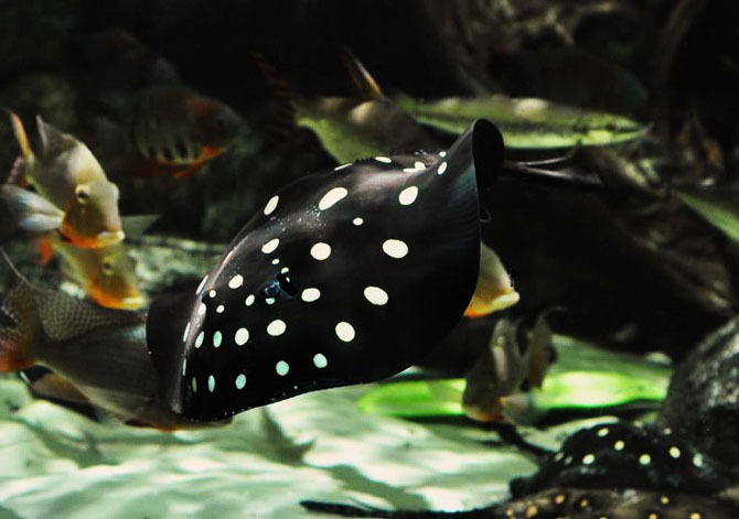 ikan pari polkadot ikan tropika paling mahal di dunia 2 111