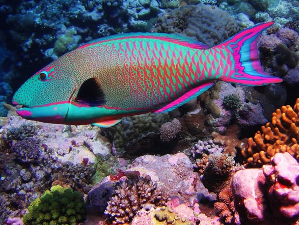 ikan rainbow parrot antara ikan paling cantik di dunia 602