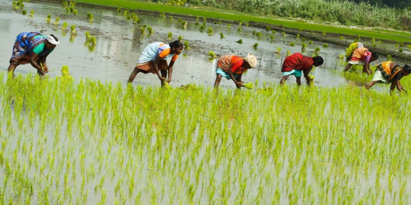 india 10 negara pengeluar beras terbesar di dunia