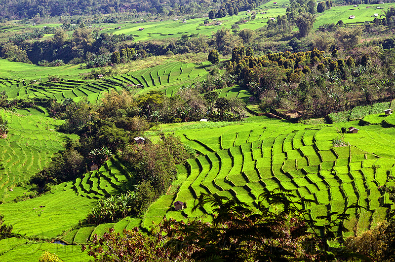indonesia 10 negara pengeluar beras terbesar di dunia