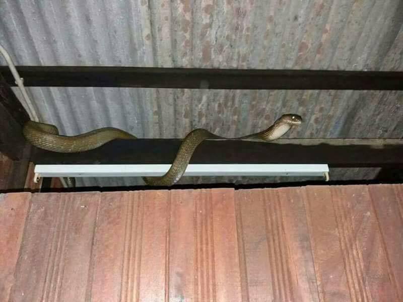 ini tindakan yang perlu dilakukan jika ular masuk ke dalam rumah anda 2 926