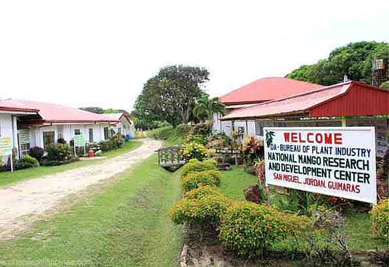 institut penyelidikan mangga jordan guimaras filipina nmrdc