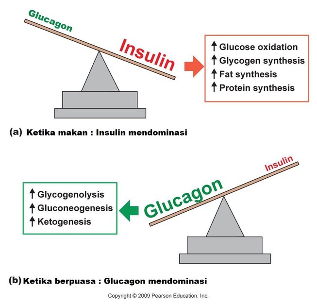 insulin vs glucagon 240
