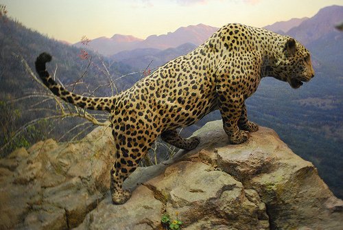 jaguar gergasi