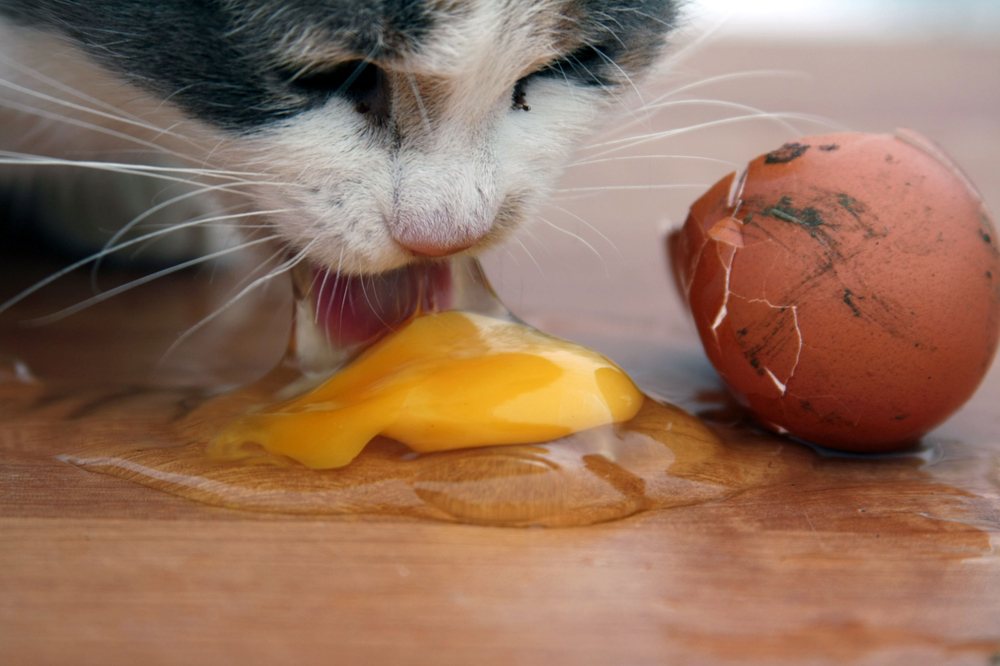 jangan berikan telur mentah kepada kucing