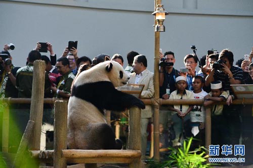 jantina anak panda gergasi belum dikenalpasti