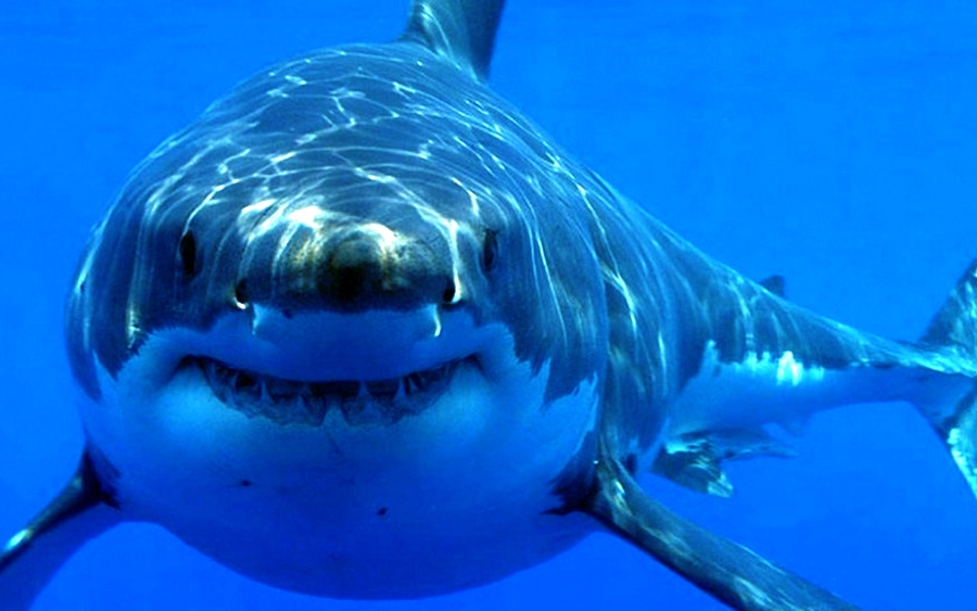 jerung putih great white shark tidak boleh dibela akuarium