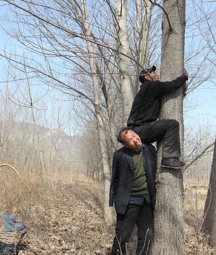 jia haixia memanjat pokok untuk memotong anak pokok dan jia wenqi ditugaskan menyiram pokok 2 737