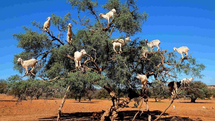 kambing panjat pokok argan