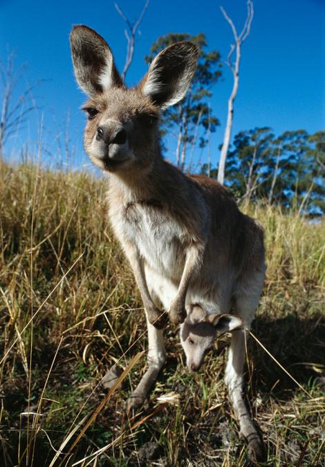kanggaru mengendong anak di dalam kantung