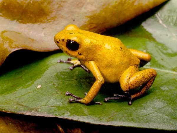 katak golden poison dart paling beracun dalam dunia