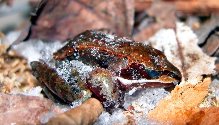 katak kayu wood frog tahan hidup sejuk beku