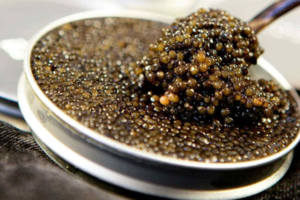 kaviar ikan sturgeon hitam dalam mangkuk