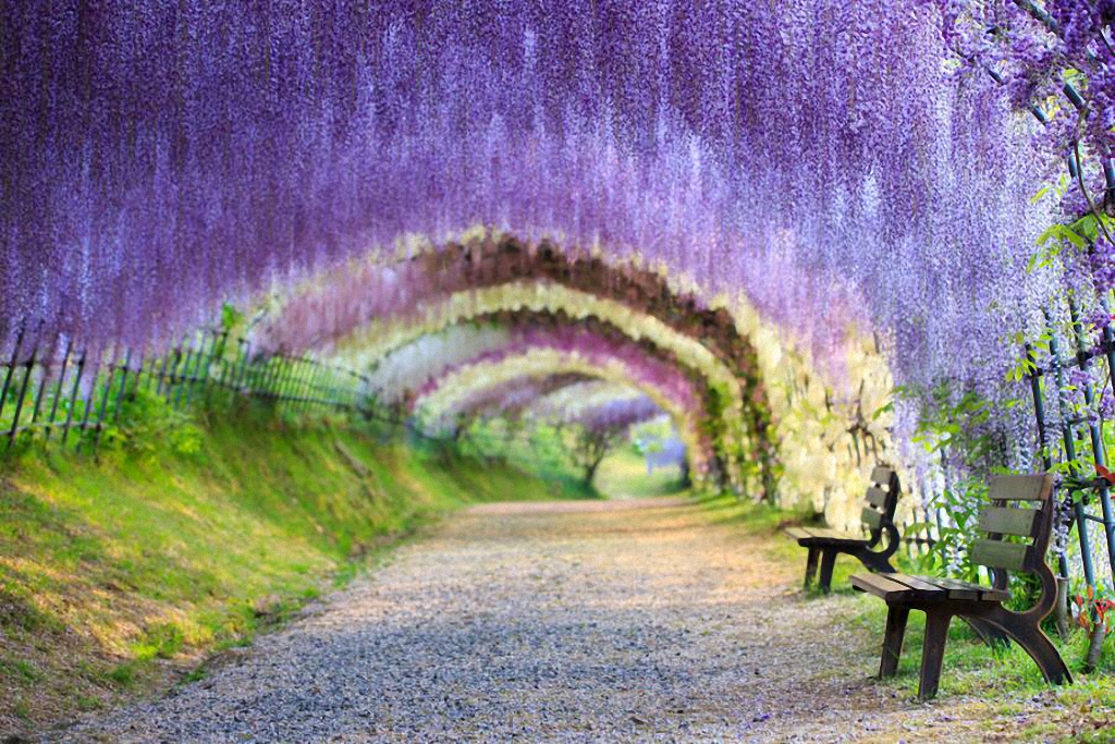 kawachi fujien wisteria garden terowong wisteria cantik gila