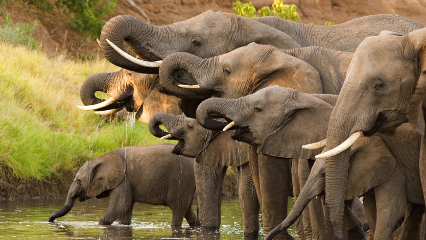 kawanan gajah