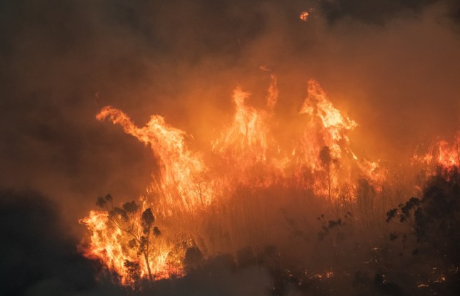 kebakaran hutan di australia