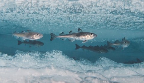 kenapa ikan di kutub selatan tak mati beku