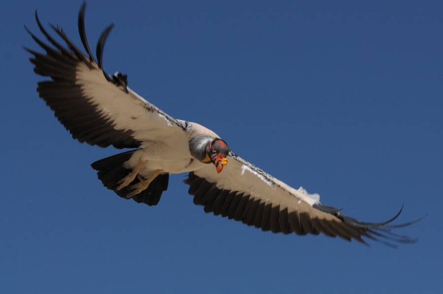 king vulture burung paling menakutkan 2