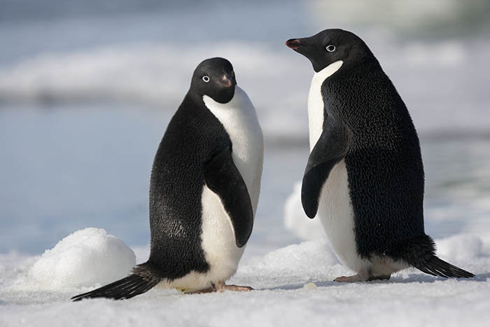 koloni mega penguin dijumpai kepulauan danger antartika 2 5ad14