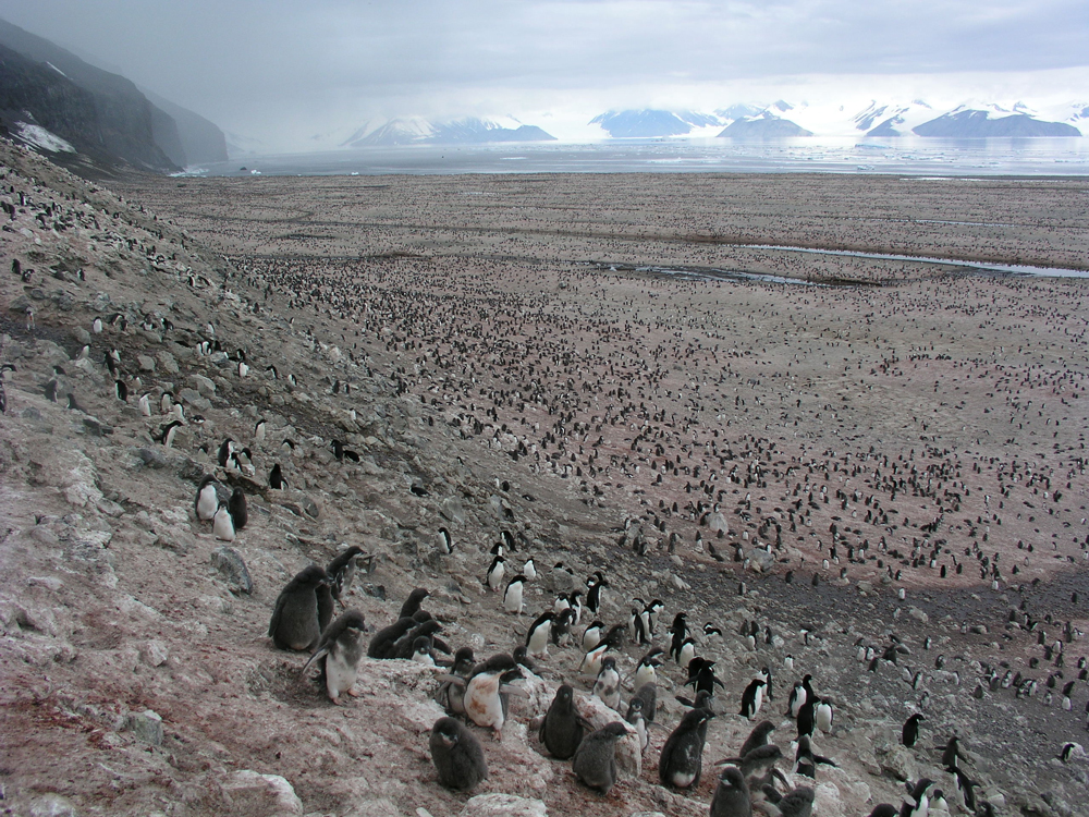 koloni mega penguin dijumpai kepulauan danger antartika 2 5ad75