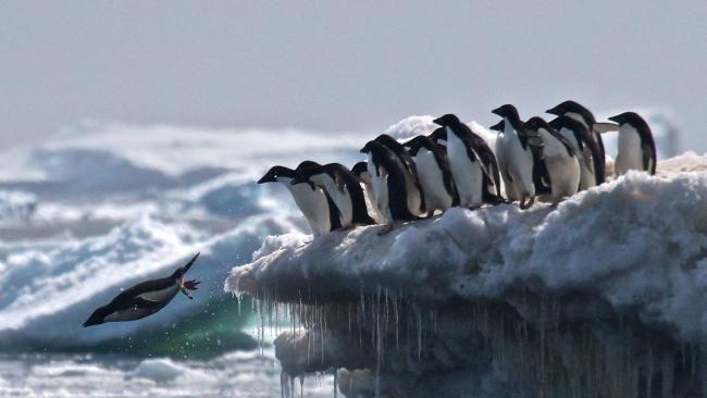 koloni mega penguin dijumpai kepulauan danger antartika 2