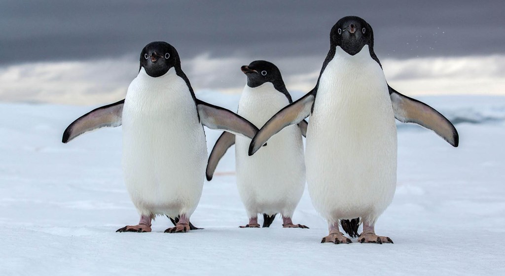 koloni mega penguin dijumpai kepulauan danger antartika