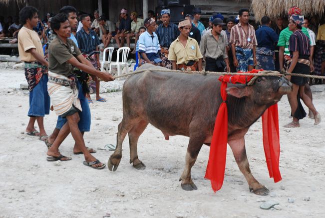 korban darah kaum sumba pasola lawan lembing atas kuda kepercayaan indonesia korban haiwan