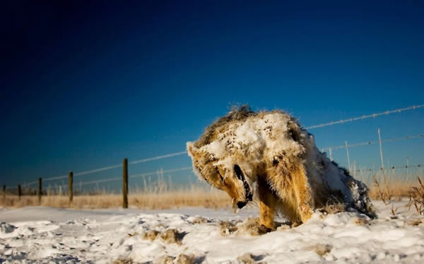 koyote haiwan mati sejuk beku