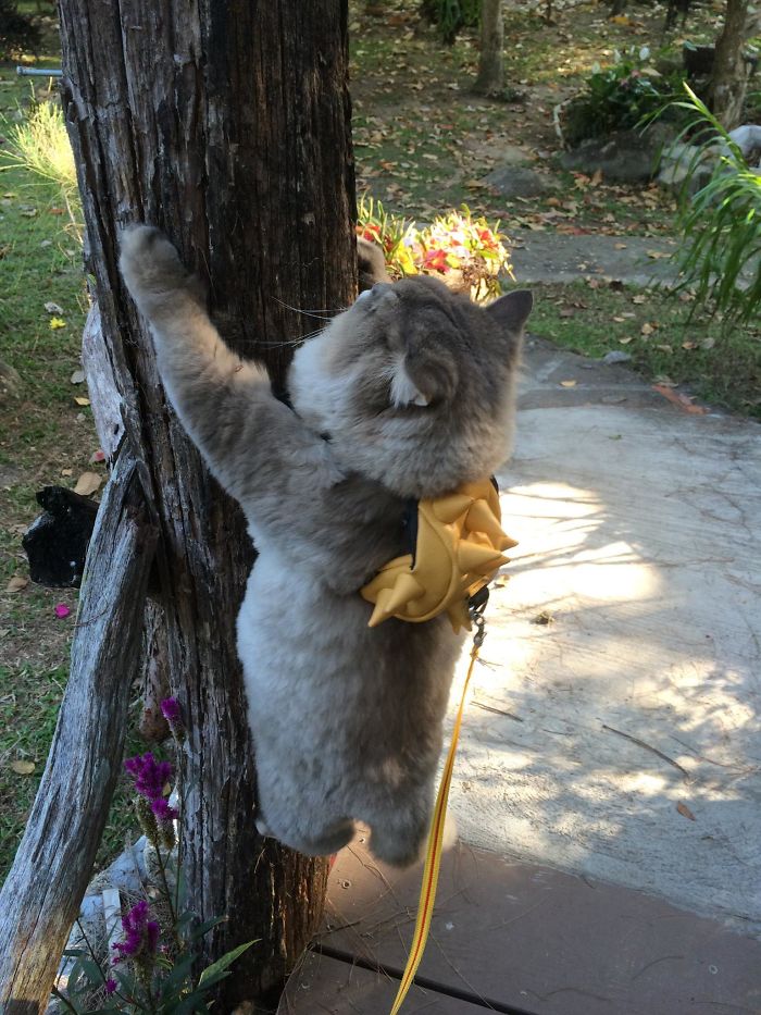 kucing bone bone memanjat pokok