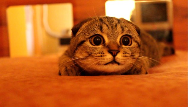 kucing comel cute