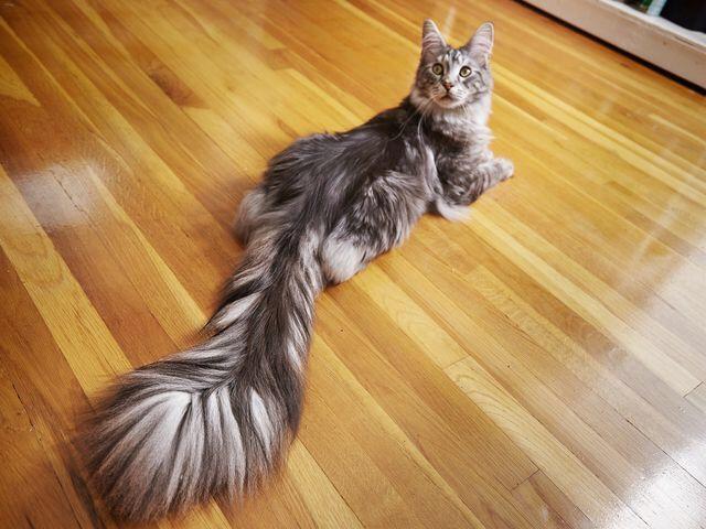kucing ekor panjang
