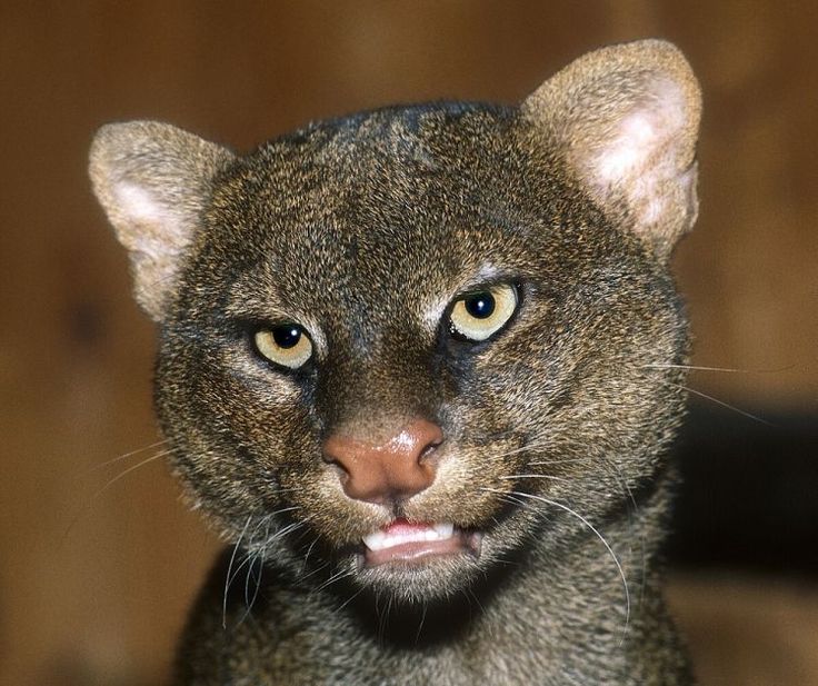 kucing jaguarundi berbulu gelap