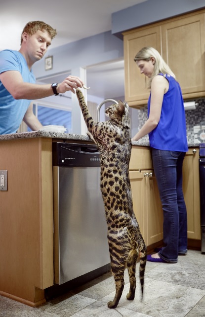 kucing paling tinggi di dunia