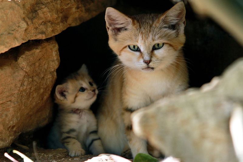 kucing pasir bersama anaknya