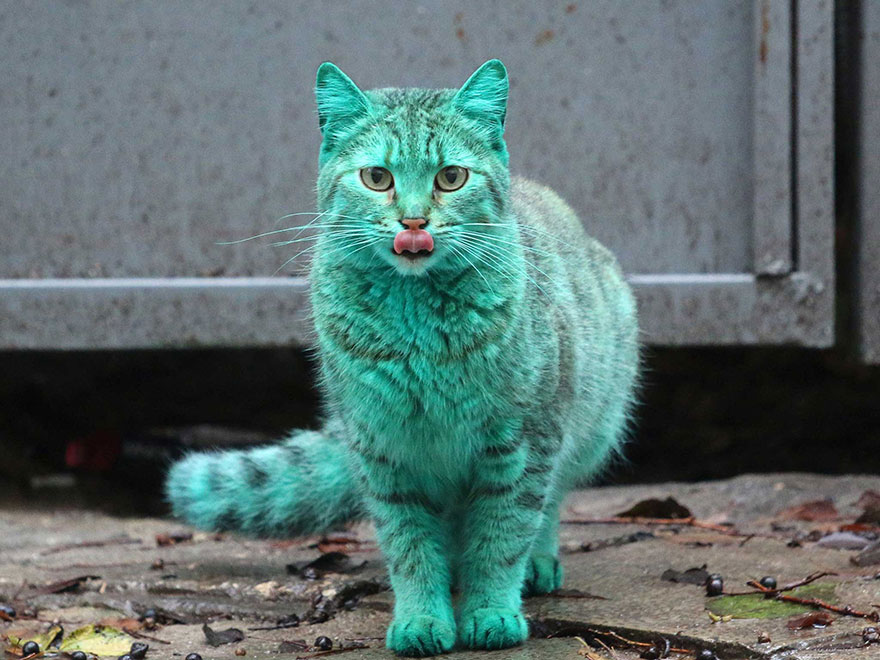 kucing warna hijau