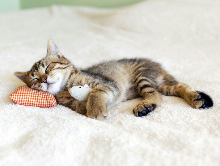 kucing yang masih kecil boleh tidur sehingga 22 jam sehari